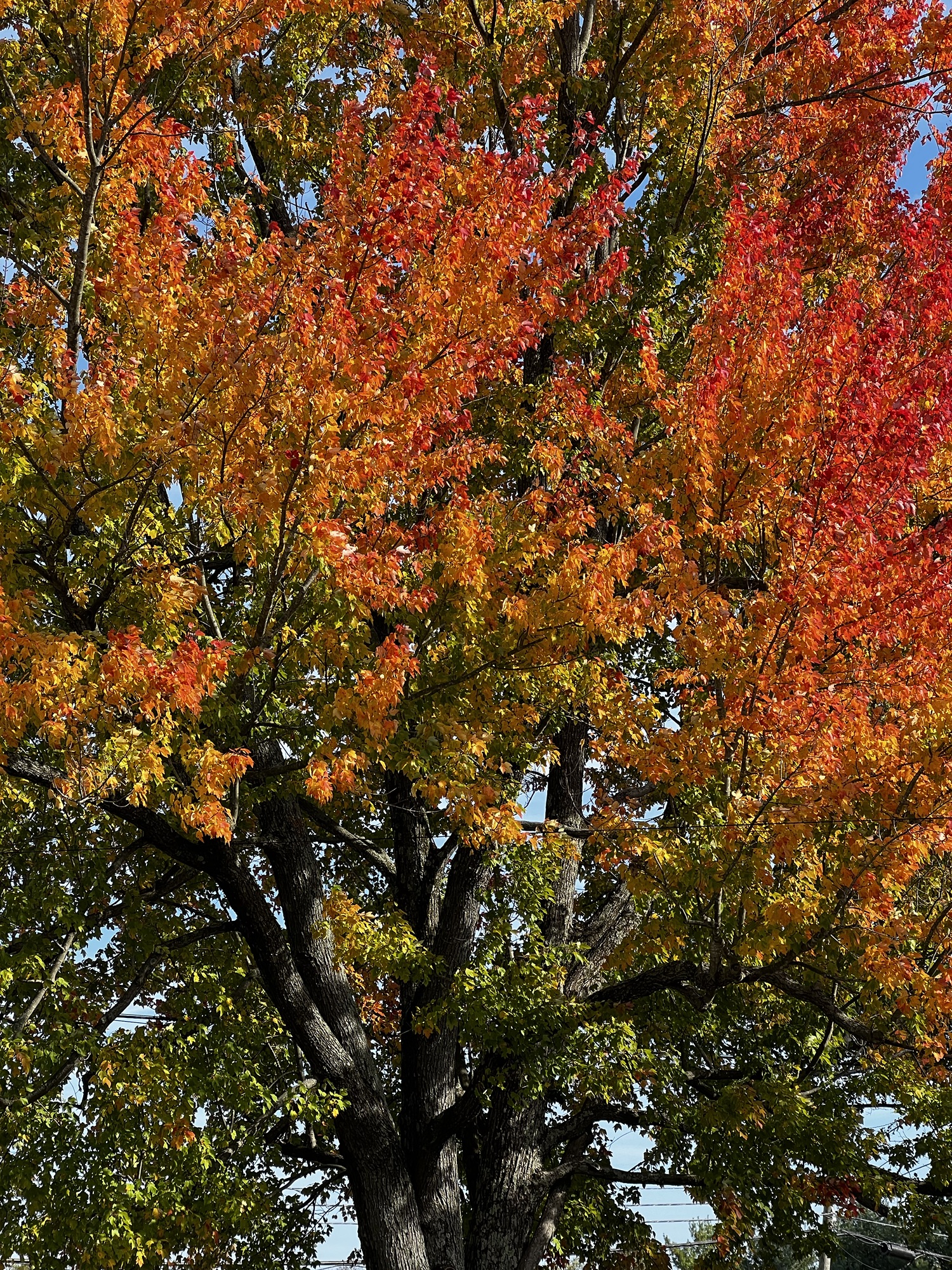 “Fire Bad, Tree Pretty” – The Great Kaysby